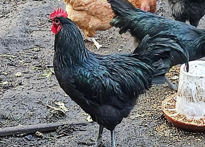 Grajewo ogłoszenia: Sprzedam koguty rasy Australorp, bardzo duże .z tego roku.